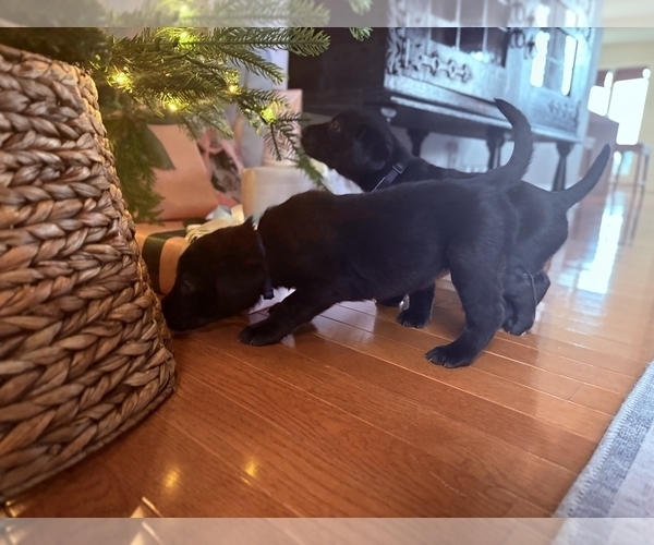 Medium Photo #8 Labrador Retriever Puppy For Sale in SIGNAL MOUNTAIN, TN, USA