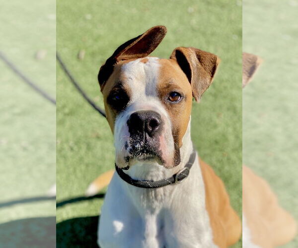 Medium Photo #1 Boxer Puppy For Sale in Austin, TX, USA