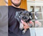 Small Photo #10 Schnauzer (Miniature) Puppy For Sale in SPENCER, TN, USA