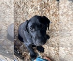 Puppy Oreo German Shorthaired Lab