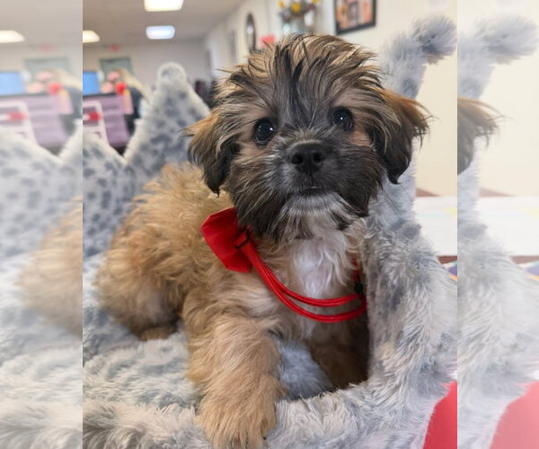 Medium Photo #4 Hava-Apso Puppy For Sale in Grafton, WI, USA