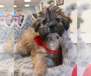 Groot - Male Hava-Apso Dog for Adoption - Photo #4