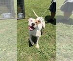 Small #2 Mutt