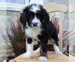 Small Photo #5 Bernedoodle Puppy For Sale in MERCERSBURG, PA, USA