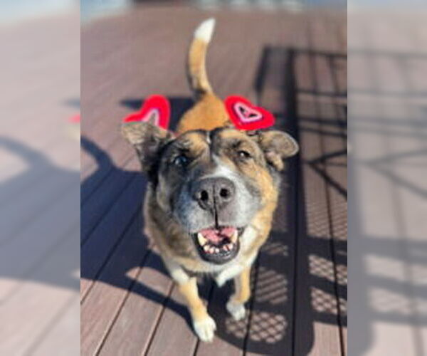 Medium Photo #1 Siberian Husky Puppy For Sale in Salinas, CA, USA