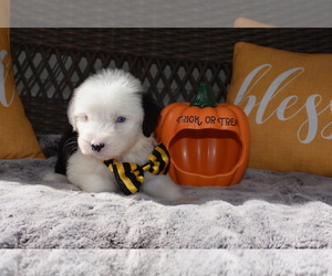 Old English Sheepdog Puppy for sale in MARIONVILLE, MO, USA