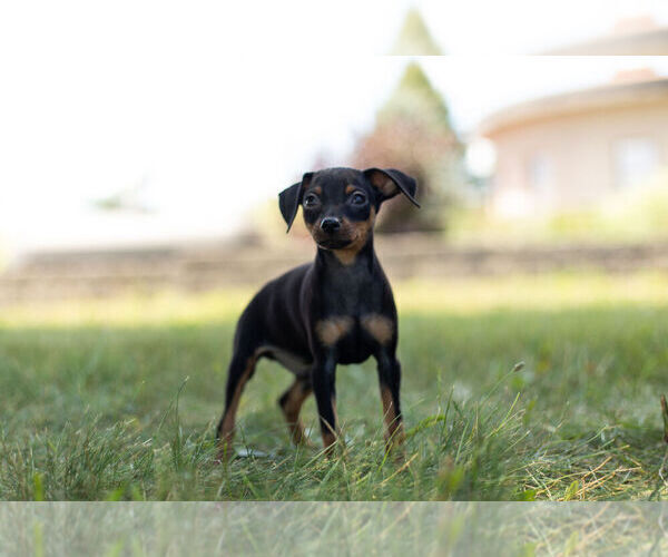 Medium Photo #5 Miniature Pinscher Puppy For Sale in WARSAW, IN, USA