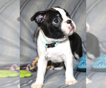 Small #2 Boston Terrier