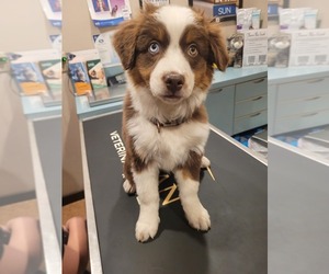 Miniature Australian Shepherd Puppy for sale in BEND, OR, USA