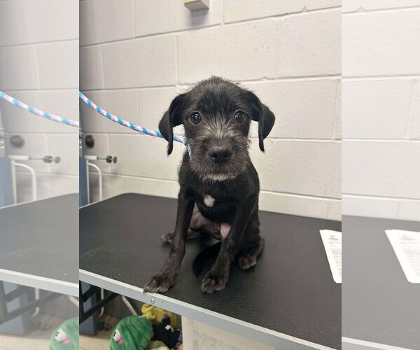 Medium Photo #5 Mutt Puppy For Sale in Princeton, MN, USA