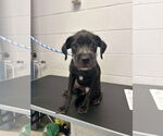 Small #4 Mutt