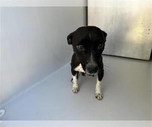 Chihuahua-Unknown Mix Dogs for adoption in Houston, TX, USA