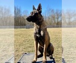 Small Photo #1 Belgian Malinois Puppy For Sale in BATESVILLE, IN, USA