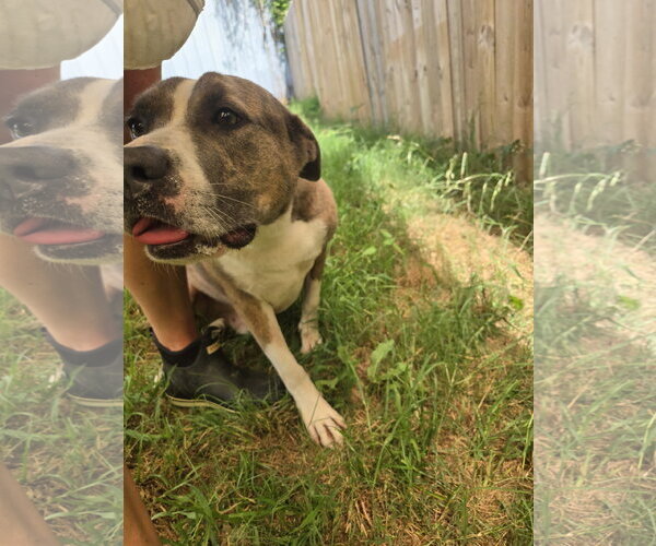 Medium Photo #5 American Staffordshire Terrier-Unknown Mix Puppy For Sale in Jackson, MS, USA