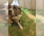 Small #4 American Staffordshire Terrier Mix