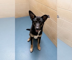 German Shepherd Dog-Unknown Mix Dogs for adoption in Royal Palm Beach, FL, USA