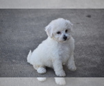 Bunny - Female Bichpoo Puppy for Sale - Photo #2