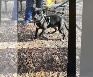 American Pit Bull Terrier-Unknown Mix Dogs for adoption in Hillsboro, NH, USA