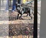 Small American Pit Bull Terrier Mix