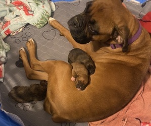 Mother of the Boxer puppies born on 03/16/2024