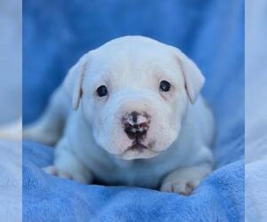 Boxador Dogs for adoption in San Diego, CA, USA