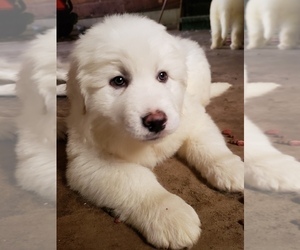 Great Pyrenees Puppy for sale in WAPELLO, IA, USA