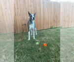 Small #2 Great Dane-Siberian Husky Mix