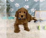 Small #2 Goldendoodle mix (+ Poodle Miniature)
