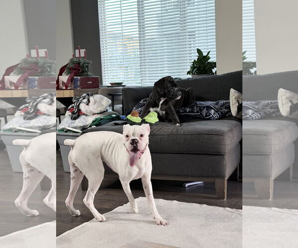 Medium Photo #8 Boxer Puppy For Sale in  Katy, TX, USA