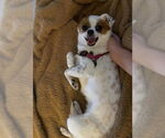 Small #2 Jack Chi