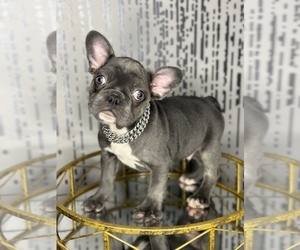 French Bulldog Puppy for sale in COVINGTON, GA, USA