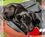 Small #5 Mutt