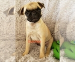 Small Photo #11 Pug Puppy For Sale in LOUISE, TX, USA