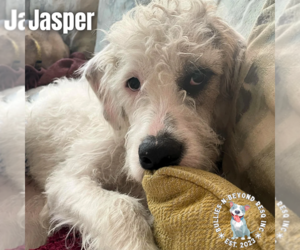 Jasper - Male Bernese Mountain Dog-Unknown Mix Dog for Adoption - Photo #4