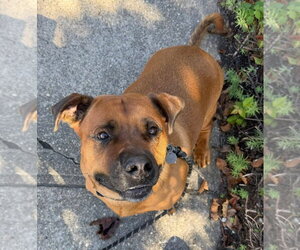GUS - Male American Pit Bull Terrier-Unknown Mix Dog for Adoption - Photo #5