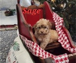 Puppy Sage Havanese
