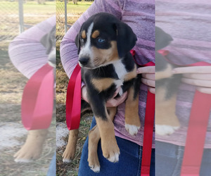 Labrador Retriever-Sharberian Husky Mix Puppy for sale in WRIGHTSVILLE, GA, USA