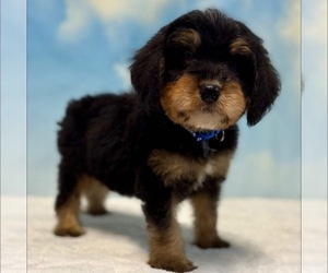 Bernedoodle (Miniature) Puppy for Sale in MAGEE, Mississippi USA