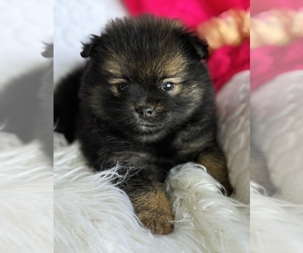 Medium Photo #5 Pomeranian Puppy For Sale in ROCK STREAM, NY, USA
