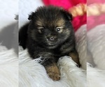Small #4 Pomeranian