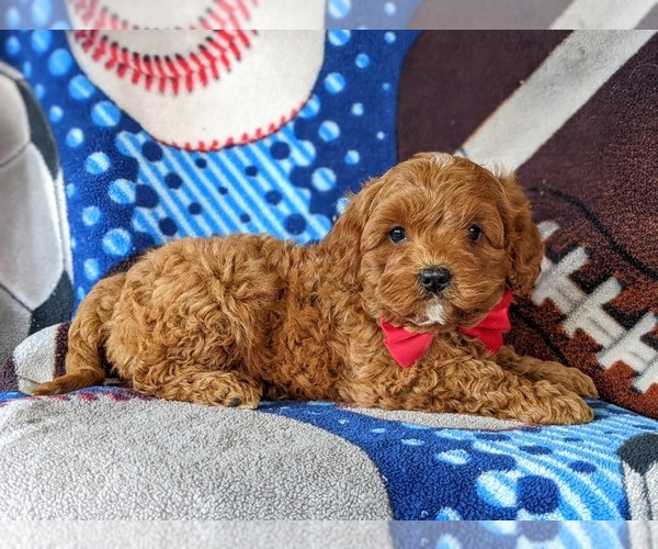 Medium Photo #5 Cavapoo-Poodle (Miniature) Mix Puppy For Sale in NEW PROVIDENCE, PA, USA