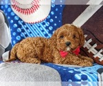Small Photo #5 Cavapoo-Poodle (Miniature) Mix Puppy For Sale in NEW PROVIDENCE, PA, USA