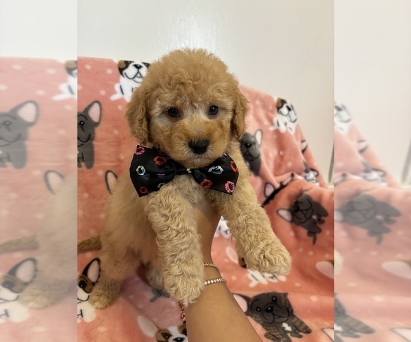 Medium Photo #5 Poodle (Toy) Puppy For Sale in SYLMAR, CA, USA