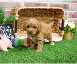 Small #13 Goldendoodle mix (+ Poodle Miniature)