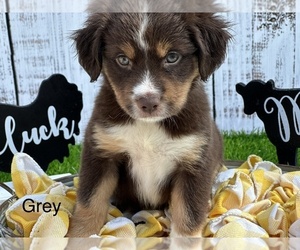 Medium Miniature Australian Shepherd