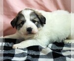 Small #5 Great Pyrenees