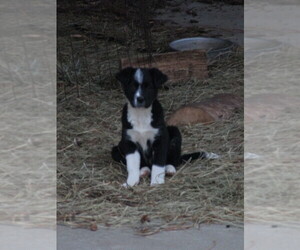 Border Collie-English Shepherd Mix Puppy for sale in SHILOH, OH, USA