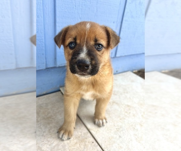 Medium Photo #12 Australian Cattle Dog Puppy For Sale in RAMONA, CA, USA