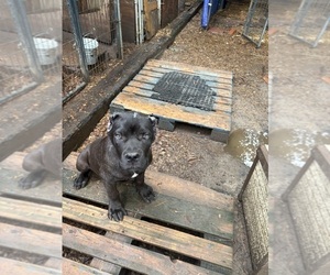 Cane Corso Puppy for sale in FAIRBURN, GA, USA