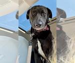 Small #5 Labrador Retriever Mix